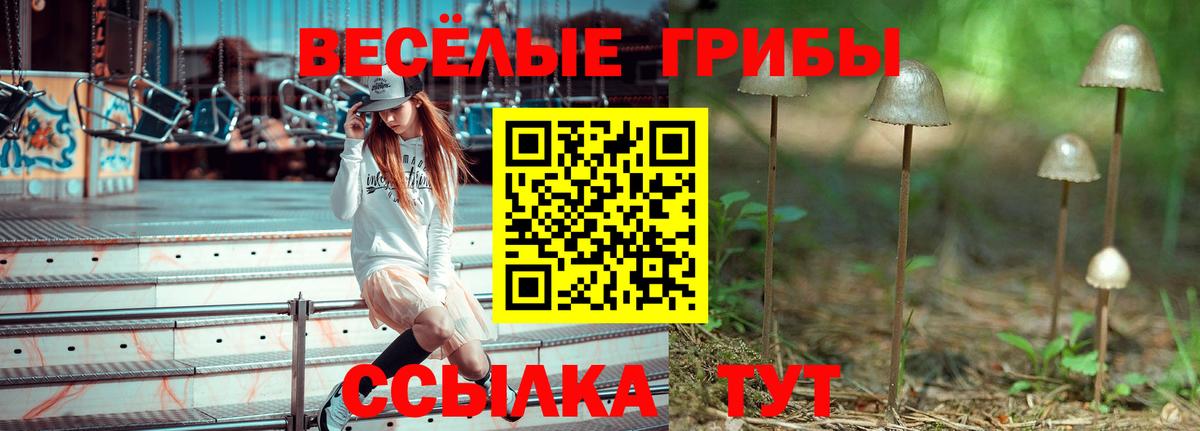 Псилоцибиновые грибы Psilocybine cubensis Вольск